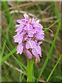 NT9003 : Orchid above Black Cleugh by Mike Quinn