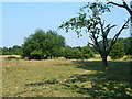 Bushy pasture, Langley