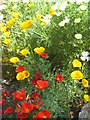 Californian poppies at Tremenheere Gardens