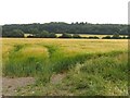 An arable field near Honeyburge