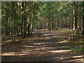 Pine Woods, Chobham Common