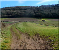 SO5922 : Fields at the edge of Chase Wood south of Ross-on-Wye by Jaggery