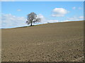NY9772 : Lone tree in farmland west of West Bingfield by Mike Quinn