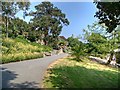 SZ5476 : Ventnor Botanic Garden by David Dixon
