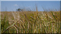 Barley beside the path