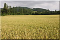 Wheat field near Clocks Mill