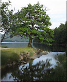 NY1716 : Tree, stream, Buttermere by Trevor Littlewood
