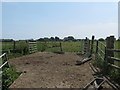 Cattle dining area on Pevensey Levels