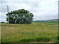 Trees marking a pond in farmland, Dymchurch