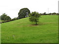 Trees on the stoss end of a drumlin above Moor Road