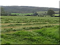 Mown meadow on the east side of Herons Road