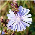 Blue flower