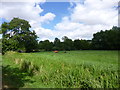 St Cross, cattle grazing