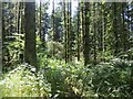 NX8555 : Dalbeattie Forest by Richard Webb