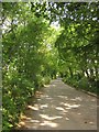 Tree-lined road, Wayton