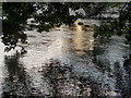 Trees overhanging River Ness, Ness Islands