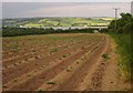 Potato field near Wayton