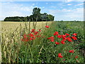 TL3594 : Poppies and wheat at Flood's Ferry by Richard Humphrey