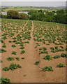 Potato field near Cargreen