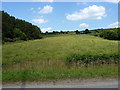 Field below Bog Hill Farm