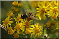 The hoverfly Sericomyia silentis on Common Ragwort, Aviemore