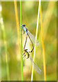 Damsels at Three Sisters Wetlands