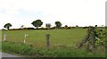 Gallops on the Carrickcroppan Road