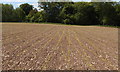 Emerging maize crop near Longrove Plantation