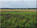 Crop field off Woodgate Lane