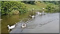 Geese on Huddersfield Narrow Canal