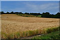 View over fields south west of West Meon Hut