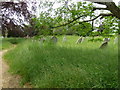 St James, Alderholt: churchyard (7)