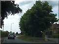 Trees on a traffic island in Harnham