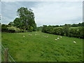 Sheep grazing at Alvediston (A)