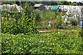 Tiverton : Tomswell Allotments