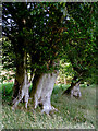 Ancient beeches near Betws Bledrws, Ceredigion