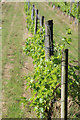 Vineyard behind Bodiam Castle