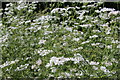 Coriander at Bodiam Castle