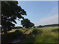 Farm track north of West Linkhall