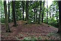 SU5237 : Tumulus - Micheldever Wood by Mr Ignavy