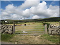 Cattle on harvested hay fields on the Tullyframe Road