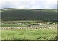 Disused cottages on the Mourne upland fringe