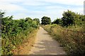 SJ2284 : The Wirral Way at Caldy by Jeff Buck