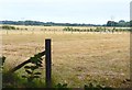 SZ3096 : Horse Paddocks seen from Footpath by Mike Smith