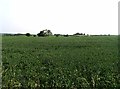 Fields by Ratcliffe Road