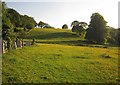 Meadow, St Dominick