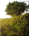 Field and hedge near Todsworthy