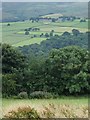 Field and trees above Nether House