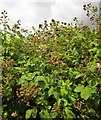 Blackberries, rear of Empire Road, Torquay