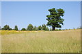 Field near Tofts